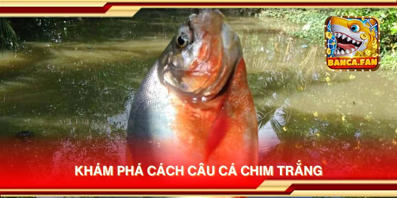 Khám phá cách câu cá chim trắng
